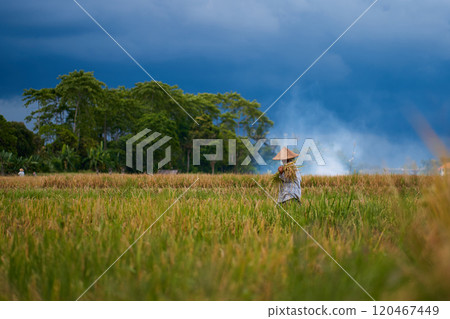 Harvest season in a rice field. An Asian farmer carries a bag of mowed rice on his head. 120467449