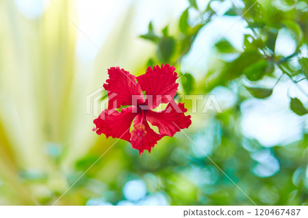 Red tropical hibiscus flower in a green garden. Red tropical hibiscus flower in a green garden. 120467487