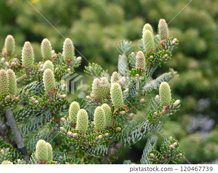 Close-Up of Korean Fir Tree With Young Pine Cones 120467739