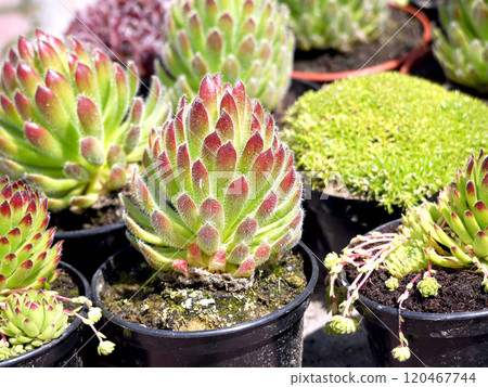 Colorful Succulents in Pots Displayed in Natural Sunlight 120467744