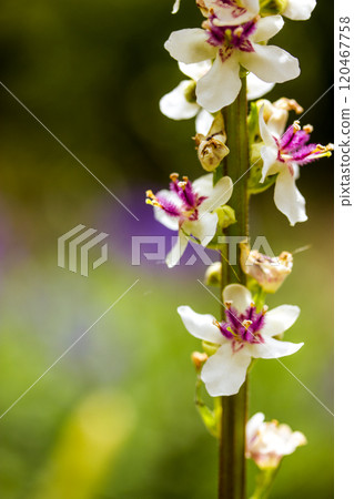 Verbascum phlomoide pink flowers in spring. Pretty small flower buds with gently petals on natural green background in sunny garden. Floral blooms. Verbascum phlomoide pink flowers in spring. Pretty small flower buds with gently petals on natural green background in sunny garden. Floral blooms. 120467758
