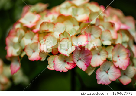 Pink hortensia panicled flower blooms with green leaves is flowering in spring, summer garden. Floral beauty in springtime. Bright flowers macro bloom 120467775