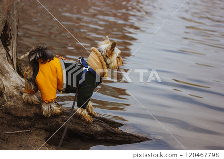 Yorkshire Terrier dog in a warm jumpsuit walks in nature on a lake shore. Pet in warm clothes outdoors in autumn. Stylish doggy on walk in fall season 120467798