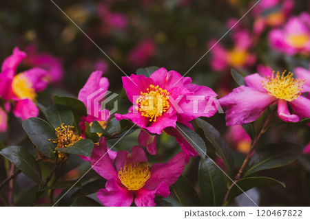 Tea tree or evergreen shrub Camellia sasanqua with bright pink buds, pistils and stamens close-up. Blooming flower bud macro shoot. Floral wallpaper. Tea tree or evergreen shrub Camellia sasanqua with bright pink buds, pistils and stamens close-up. Blooming flower bud macro shoot. Floral wallpaper. 120467822