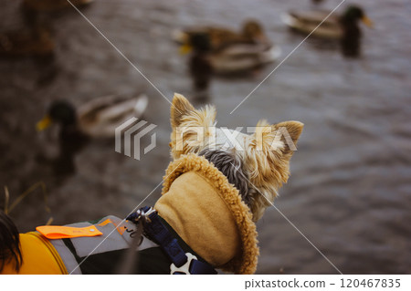 Yorkshire Terrier dog in a warm jumpsuit on a lake shore looking on ducks. Pet in warm clothes outdoors. Stylish doggy on walk in fall autumn season. Yorkshire Terrier dog in a warm jumpsuit on a lake shore looking on ducks. Pet in warm clothes outdoors. Stylish doggy on walk in fall autumn season. 120467835