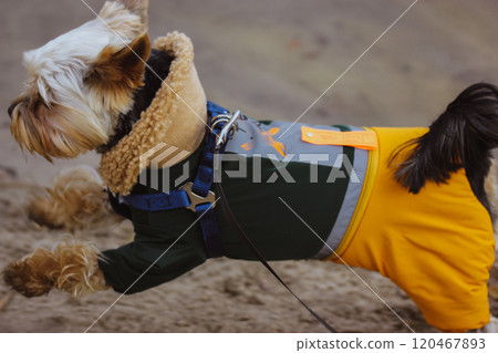 Funny joyful Yorkshire Terrier dog in a warm jumpsuit jumping in nature. Pet in warm clothes outdoors in autumnal day. Stylish doggy in fall season. 120467893