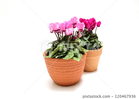 白色背景中花盆中種植的花園仙客來 120467936