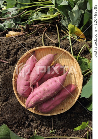 Harvested sweet potato Harvested sweet potato 120468388