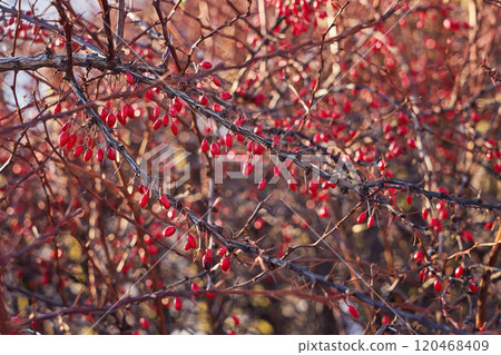 Red barberries on thorny branches, illuminated by soft winter sunlight, natural texture 120468409