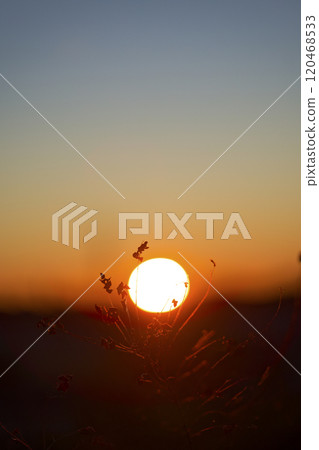 Winter grass 120468533