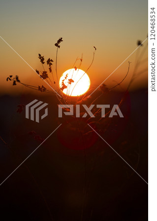 Winter grass 120468534