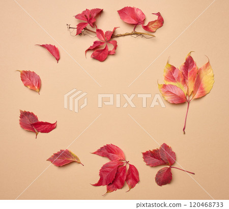 Red leaf of Parthenocissus quinquefolia bush on beige background, top view Red leaf of Parthenocissus quinquefolia bush on beige background, top view 120468733
