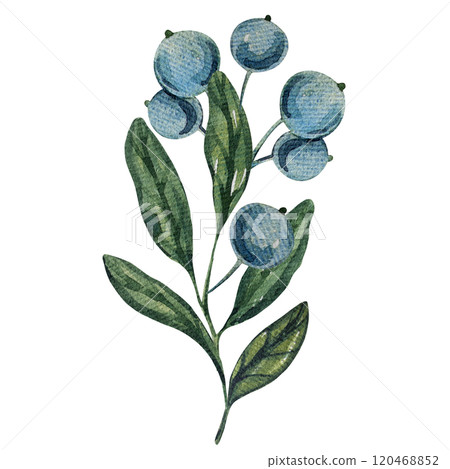 Watercolor blueberry branches, botanical illustration featuring green leaves and berries. Ideal for natural designs, organic products, or decor. Soft, detailed, and realistic artwork. 120468852