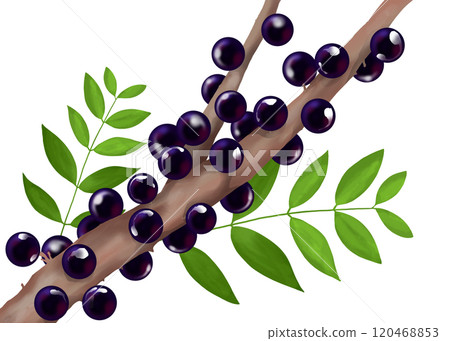 Jaboticaba 樹與果實 120468853