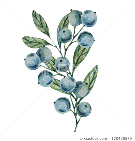 Watercolor blueberry branches, botanical illustration featuring green leaves and berries. Ideal for natural designs, organic products, or decor. Soft, detailed, and realistic artwork. 120468870