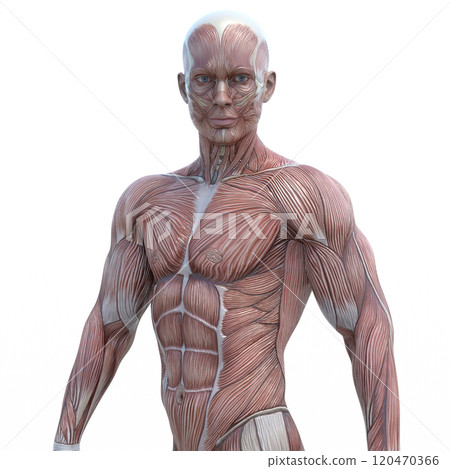 Muscle specimen male perming 3DCG illustration material 120470366