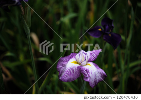 Beautiful iris flowers in full bloom Beautiful iris flowers in full bloom 120470430