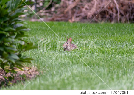 A young small rabbit chills in the green backyard grass looking for predators. 120470611