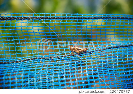 蝗蟲蚱蜢騎在網路上 120470777