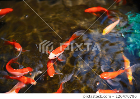Red goldfish swimming in a pond 120470796