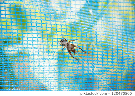 蟋蟀被網子纏住 120470800