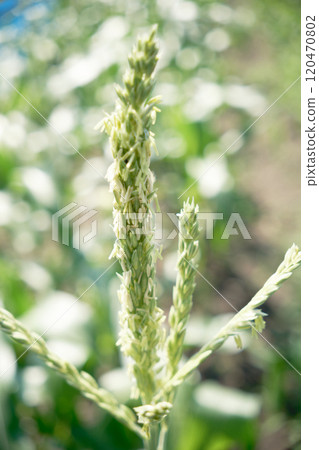 Male flowers of corn exposed to sunlight 120470802