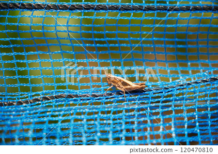 可愛的小蝗蟲 可愛的小蝗蟲 120470810