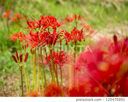 在艦隊上綻放的群集孤挺花 120470891