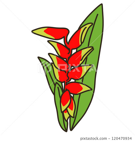 Heliconia Heliconia 120470934