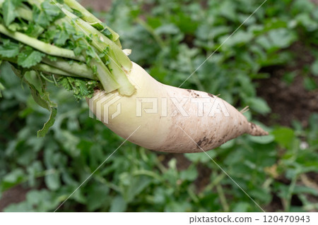 Daikon of the field Daikon of the field 120470943