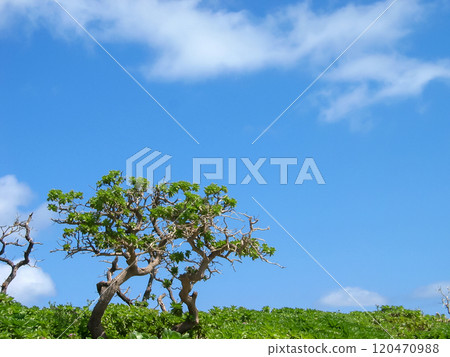 Okinawa's hidden gem: Tarama Island, Miyako Island Okinawa's hidden gem: Tarama Island, Miyako Island 120470988