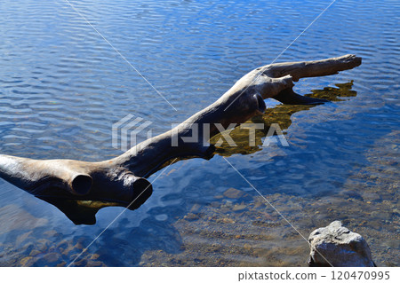 Fallen trees floating on the lake, Lake Onuma, Akagi, a view from the lakeside 120470995