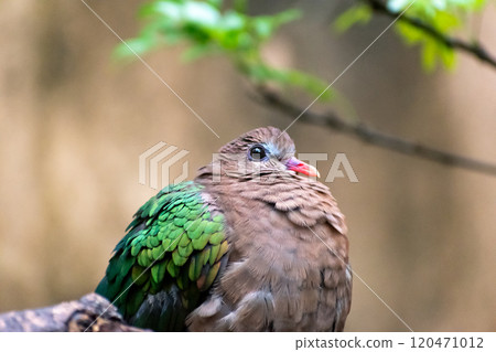 A tranquil Emerald Dove resting among greenery in Disney's Animal Kingdom. 120471012