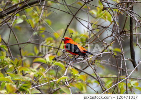 A beautiful Scarlet Tanager with Black and Orange Plumage Perched on a branch. 120471017