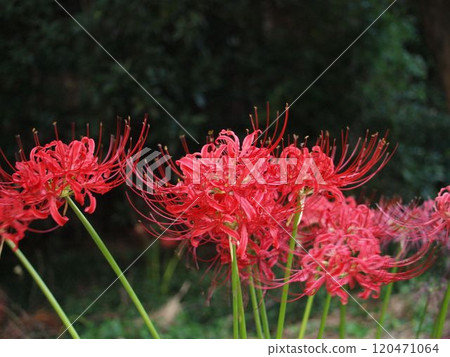 Cluster amaryllis 120471064