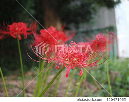 Cluster amaryllis 120471065