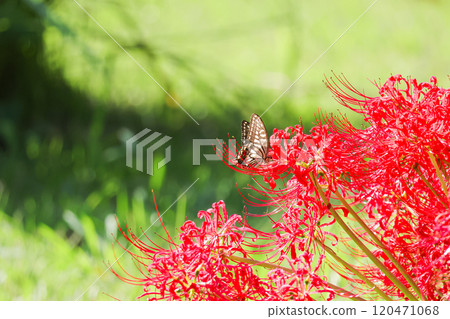 Swallowtail butterfly sucking nectar of red cluster amaryllis 120471068