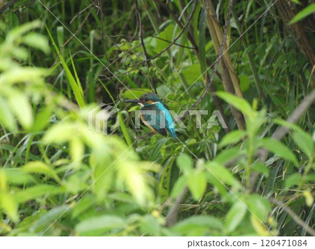 停止在樹枝的翠鳥 停止在樹枝的翠鳥 120471084