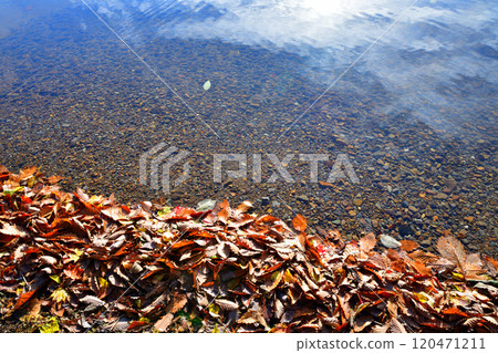湖岸,枯葉的秋天圖案,赤城大沼湖畔風景 湖岸,枯葉的秋天圖案,赤城大沼湖畔風景 120471211