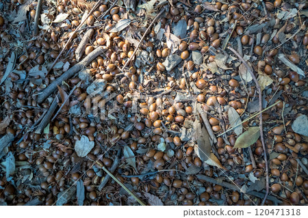 Acorn on the ground 120471318