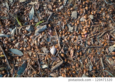 地面上的橡子 120471320