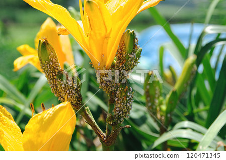 田間害蟲 蚜蟲 120471345