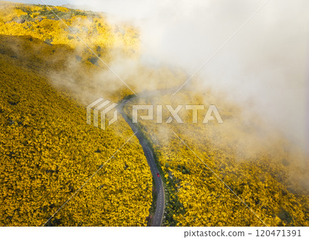 Aerial view of road among Cytisus blooming shrubs near Pico do Arieiro, Portugal Aerial view of road among Cytisus blooming shrubs near Pico do Arieiro, Portugal 120471391