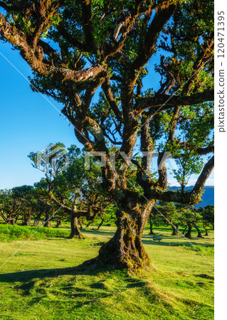 Fanal forest trees on Madeira island, Portugal Fanal forest trees on Madeira island, Portugal 120471395