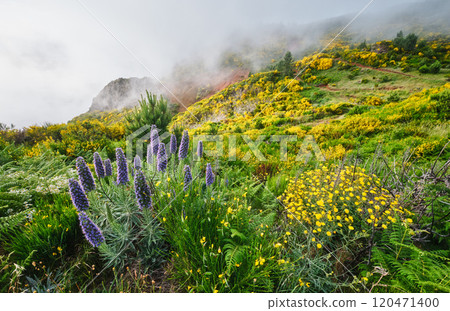 Madeira landscape with Pride of Madeira flowers and blooming Cytisus shrubs, Portugal 120471400