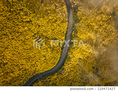 Aerial view of road among Cytisus blooming shrubs near Pico do Arieiro, Portugal Aerial view of road among Cytisus blooming shrubs near Pico do Arieiro, Portugal 120471427