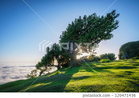 Fanal forest trees on Madeira island, Portugal 120471436