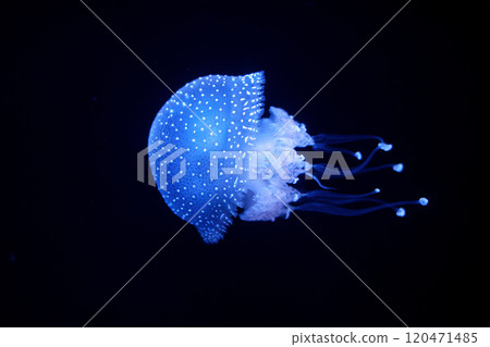Tropical Jellyfish Phyllorhiza punctata white-spotted jellyfish underwater 120471485