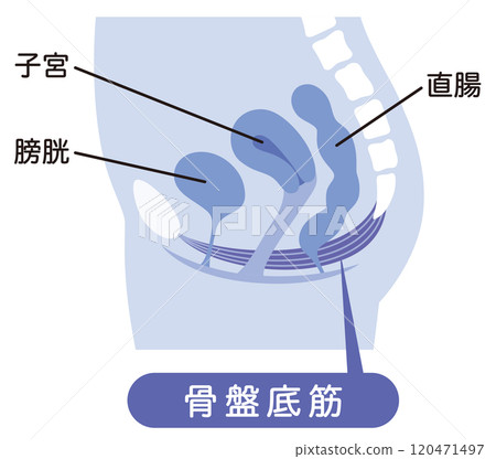 Pelvic floor muscles diagram - urinary incontinence 120471497