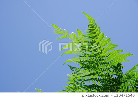 晴朗的天空和蕨類植物 120471546